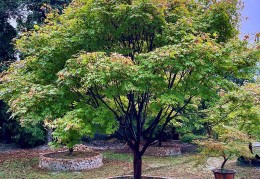 红枫树适合种植的地点及环境要求