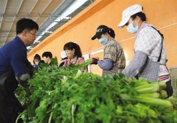 榆中高原夏菜新鲜上市，预计产量高达 99 万吨