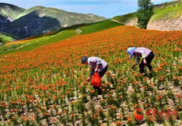 庄浪高原夏菜：产销两旺，市场前景广阔