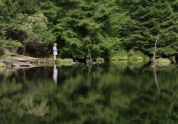 电影放映：蕾讷和森林精灵们精彩呈现