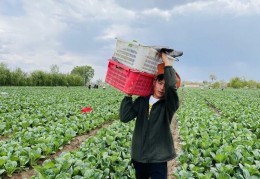 临夏县千亩高原夏菜喜迎丰收，菜农笑开颜