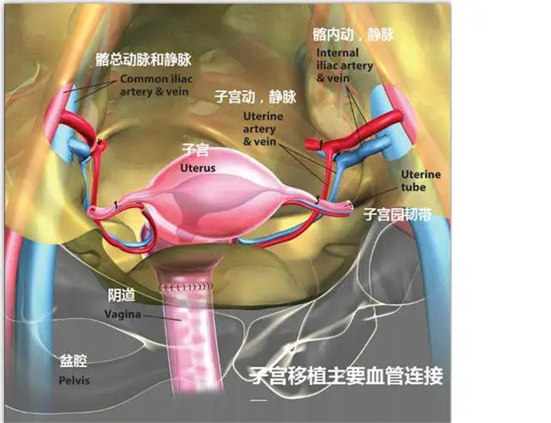 妊娠期计划_妊娠妇女指的是什么_女子全员妊娠计划