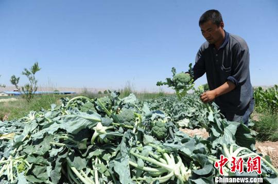 夏菜_菜夏天什么时候浇水_菜夏天