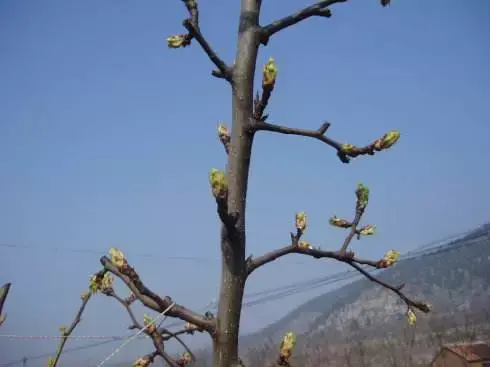 空樱桃英文_樱桃空_空樱桃上