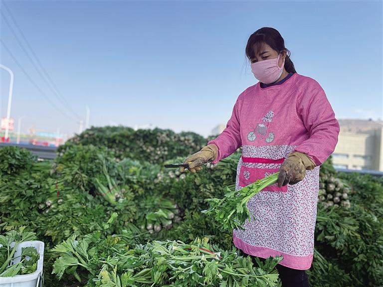 渡边夏菜整容_夏菜冬种_夏菜