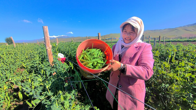 渡边夏菜整容_夏菜冬种_夏菜