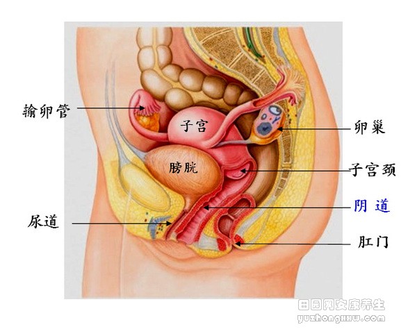 禁忌4_吃中药的禁忌_禁忌第二季