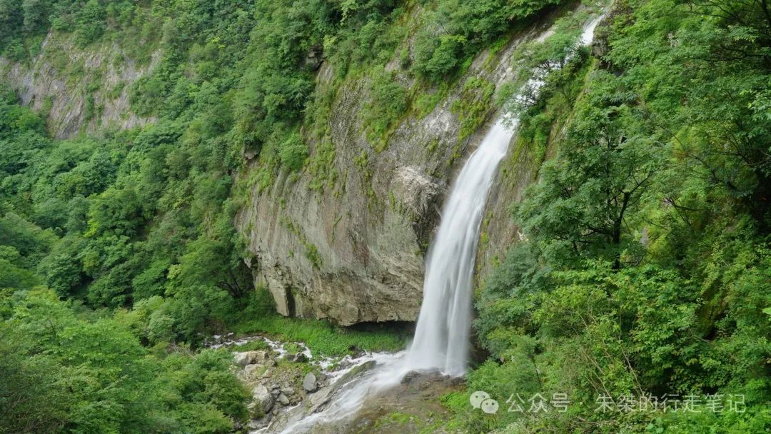 原始森林电影_电影原始森林第二部_电影原始森林讲的是什么