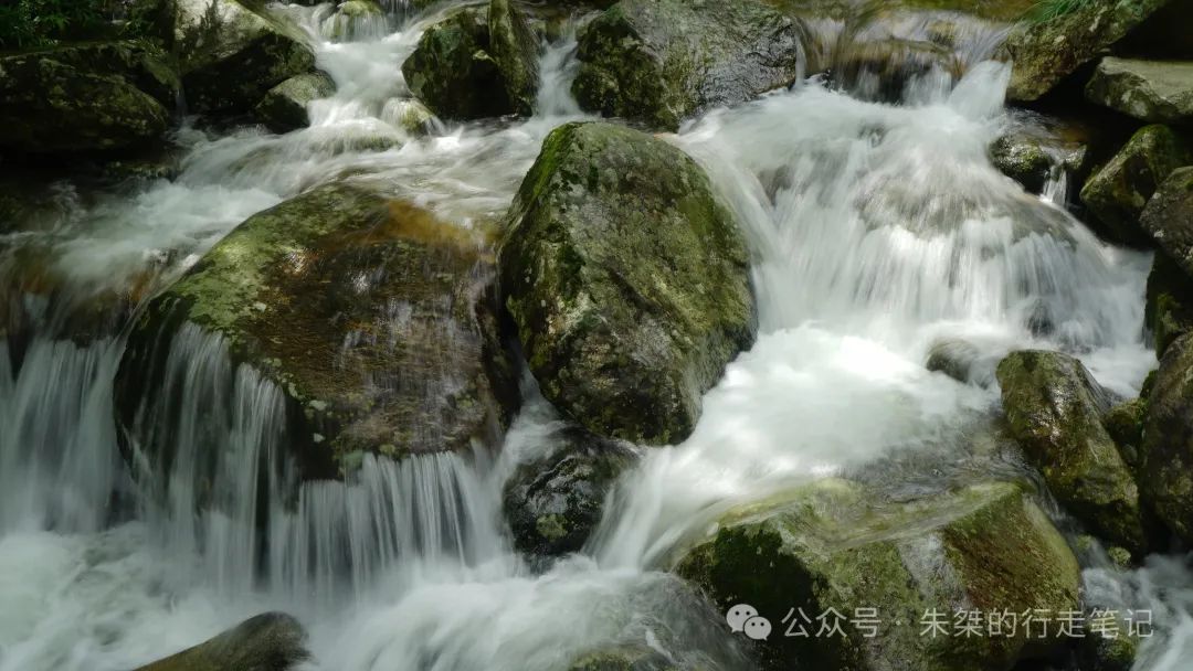 电影原始森林讲的是什么_电影原始森林第二部_原始森林电影