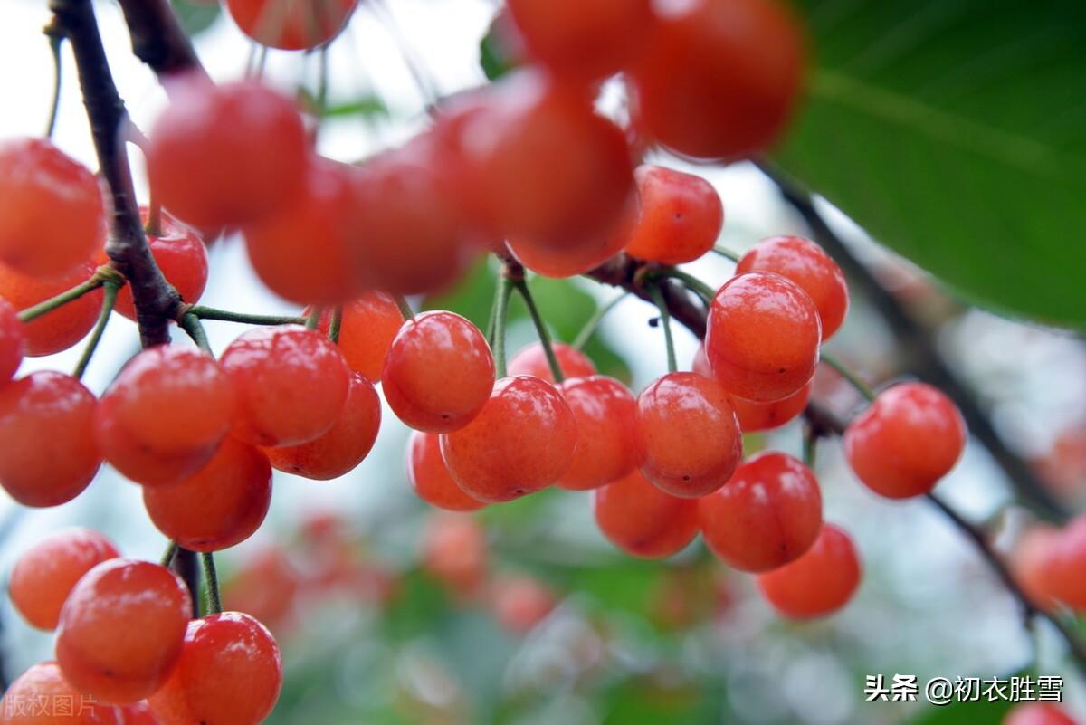 樱桃空_空樱桃上_空樱桃的微博