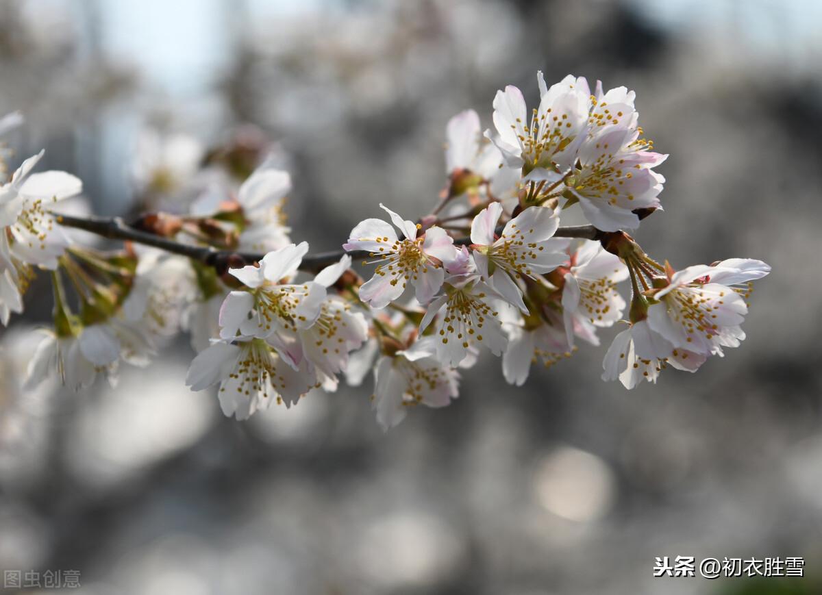 空樱桃盒子一斤装_樱桃空_空樱桃上