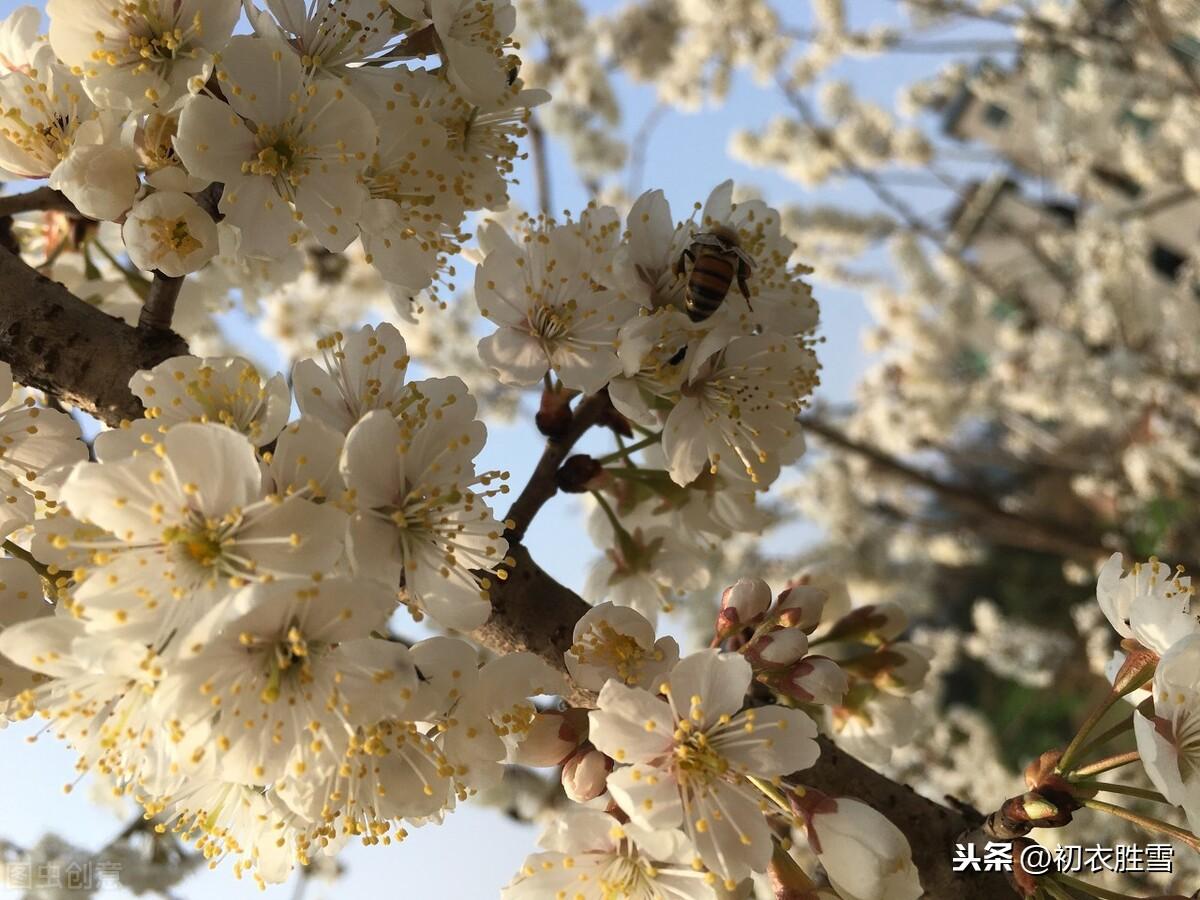 樱桃空_空樱桃上_空樱桃盒子一斤装