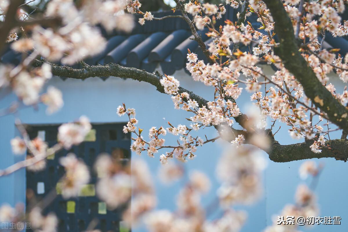 樱桃空_空樱桃盒子一斤装_空樱桃上