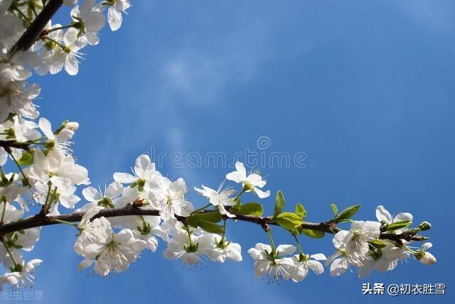 空樱桃盒子一斤装_樱桃空_空樱桃英文