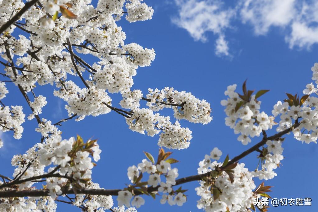 樱桃空_空樱桃英文_空樱桃盒子一斤装