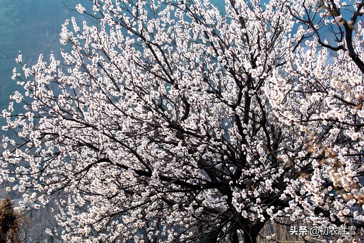 樱桃空_空樱桃英文_空樱桃盒子一斤装