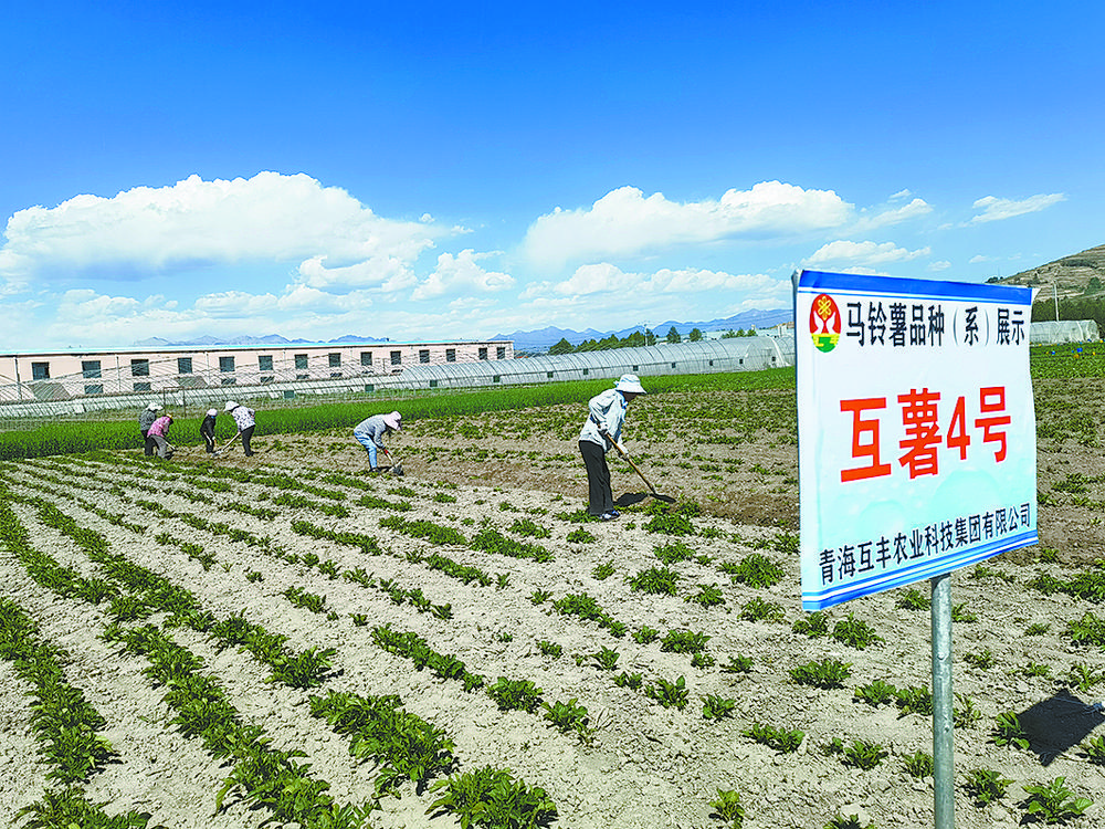 夏菜_菜夏天什么时候浇水_渡边夏菜整容