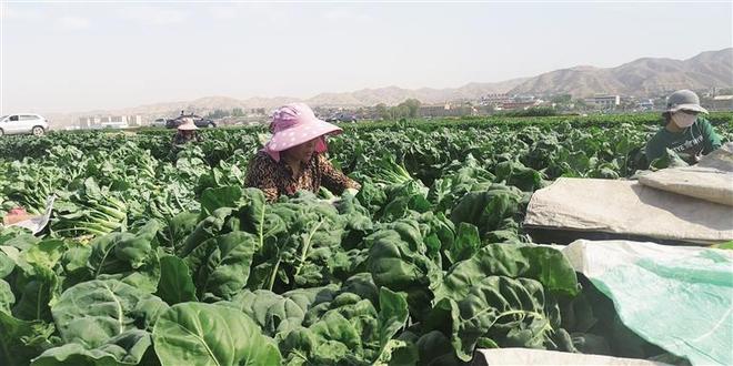 耶里夏丽推荐菜番茄炖牛肉_夏海里菜_夏菜