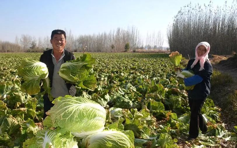 菜花春化_春菜花_菜花春化条件