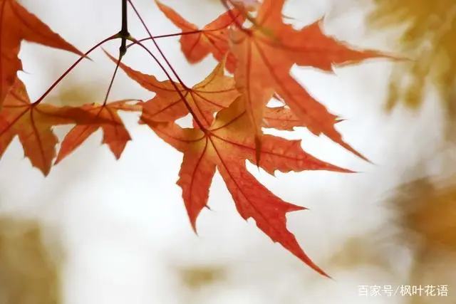 枫花落叶_枫花_七咲枫花步兵