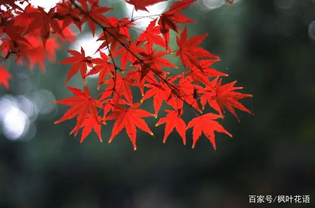 七咲枫花步兵_枫花_枫花落叶