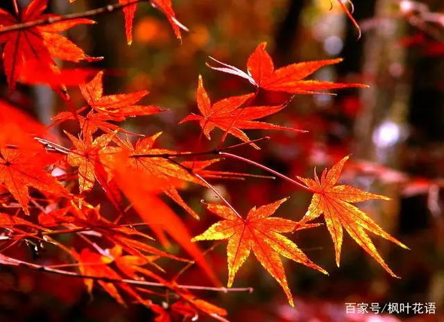 枫花落叶_枫花_七咲枫花步兵