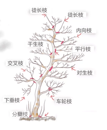 樱桃空_空樱桃英文_空樱桃的微博