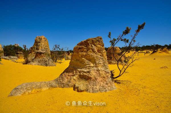 原始森林电影_电影原始森林讲的是什么_电影原始森林吃人族