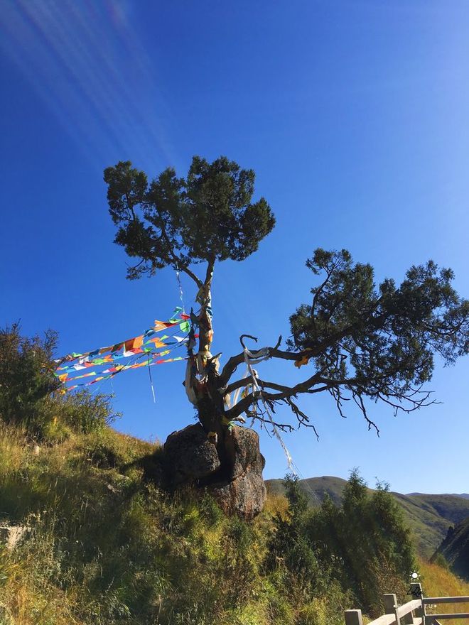 森林里大树_大树林中雨后的红蘑菇图片_中林大树