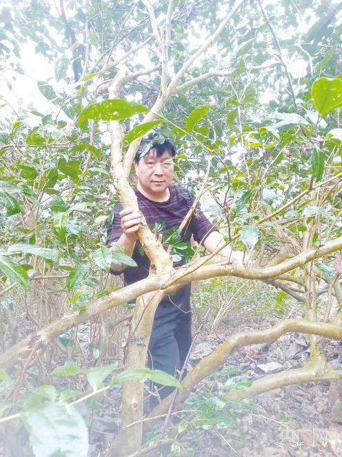 大树林中雨后的红蘑菇图片_森林里大树_中林大树